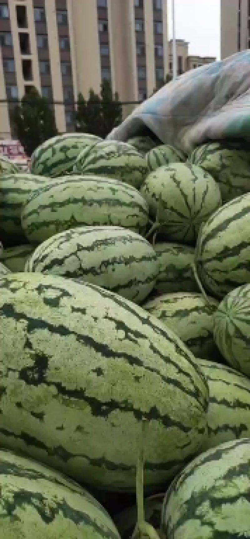 黄河滩沙土地西瓜，口感甘甜，