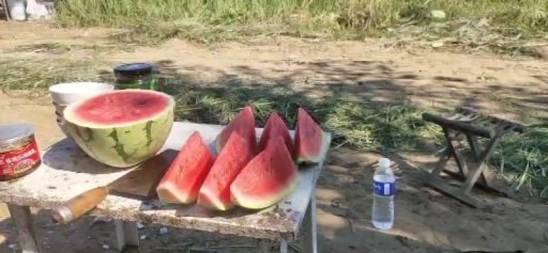 黄河滩沙土地西瓜，口感甘甜，