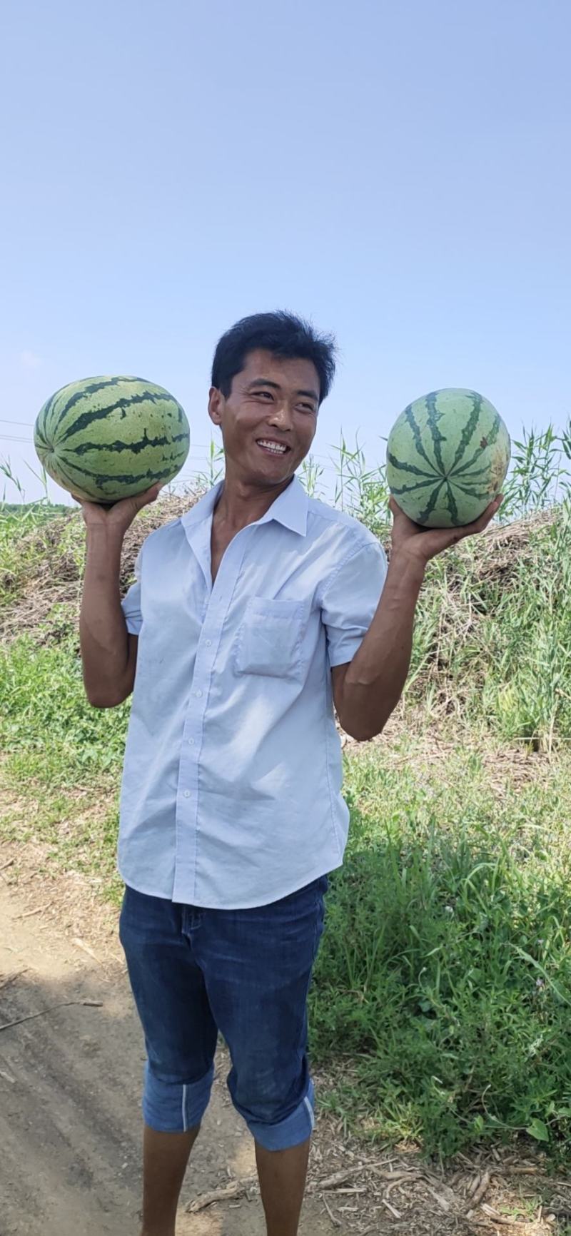 黄河滩沙土地西瓜，口感甘甜，