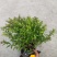 各类苗木批发（灌木，草花，工程苗）等，一站式配齐省时省心