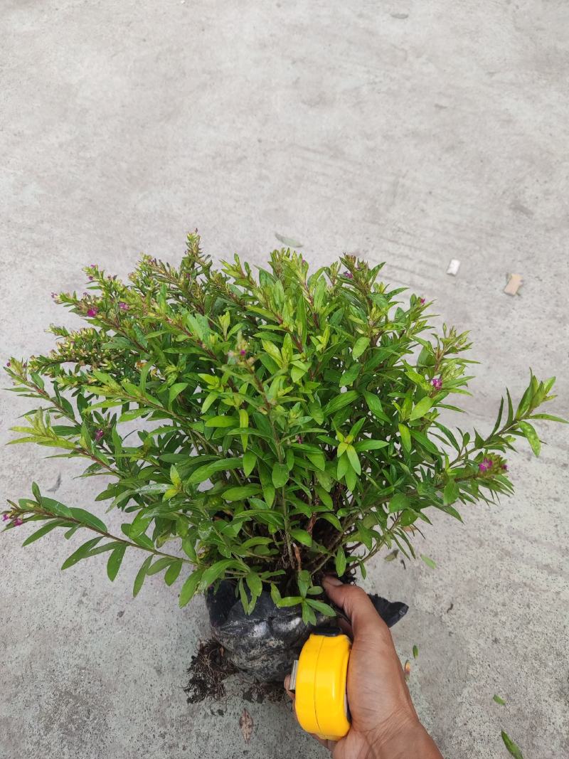 各类苗木批发（灌木，草花，工程苗）等，一站式配齐省时省心