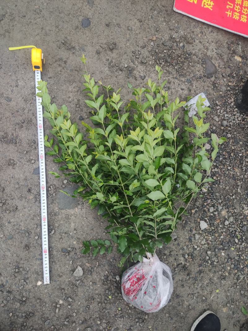 各类苗木批发（灌木，草花，工程苗）等，一站式配齐省时省心