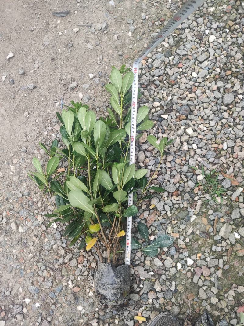 各类苗木批发（灌木，草花，工程苗）等，一站式配齐省时省心