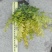 各类苗木批发（灌木，草花，工程苗）等，一站式配齐省时省心