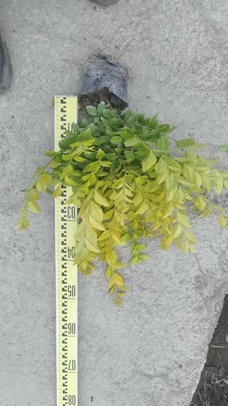 各类苗木批发（灌木，草花，工程苗）等，一站式配齐省时省心