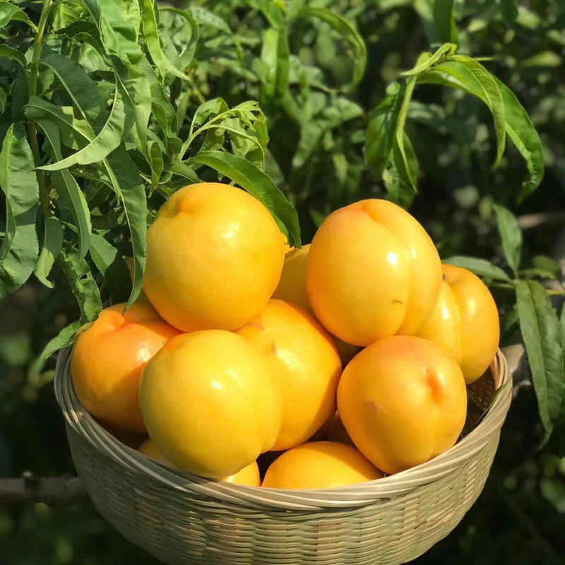 《推荐》绥中黄油桃大量上市中！产地实发品质好欢迎选购