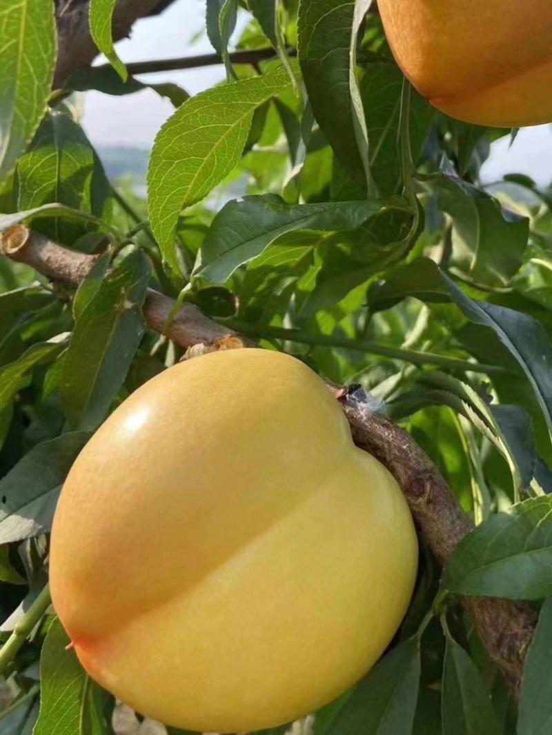 《推荐》绥中黄油桃大量上市中！产地实发品质好欢迎选购