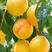 辽宁葫芦岛绥中主产高山黄油桃，甜脆多汁，可以零一键代发