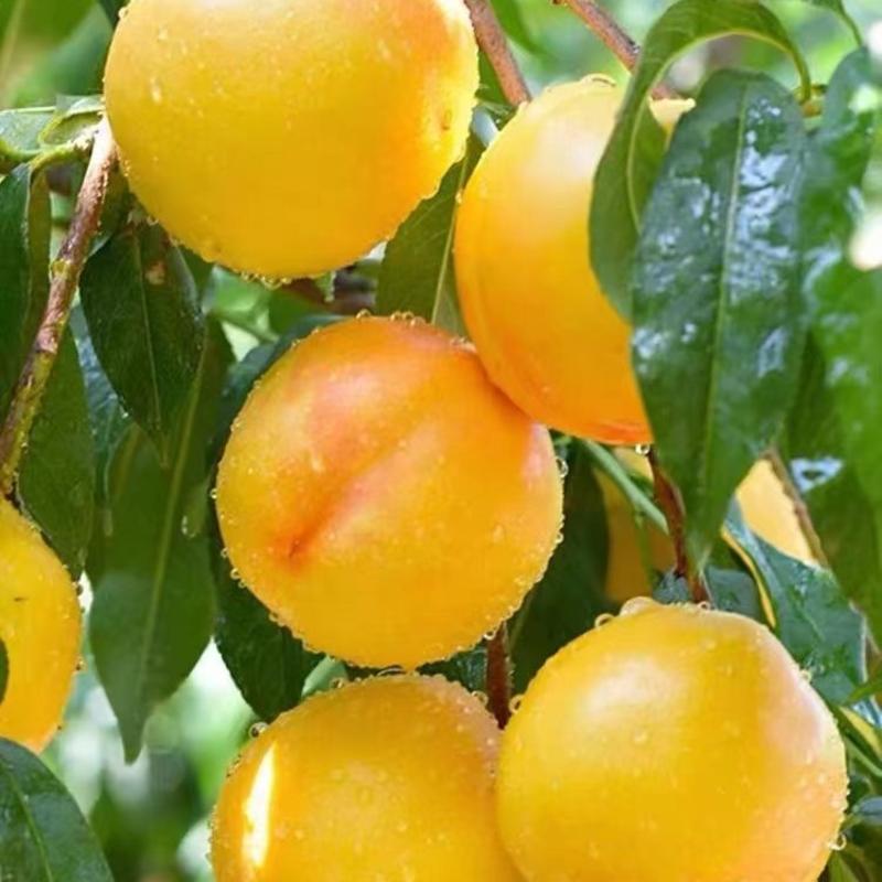 辽宁葫芦岛绥中主产高山黄油桃，甜脆多汁，可以零一键代发