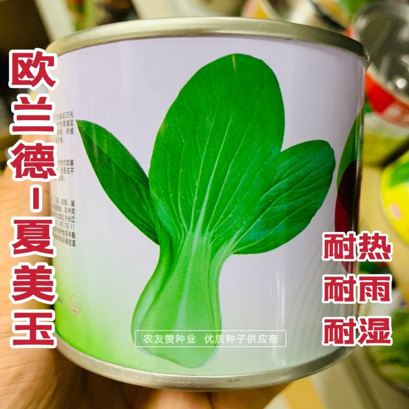 欧兰德夏美玉青梗菜种子耐热耐雨耐湿纤维少越夏春秋播种