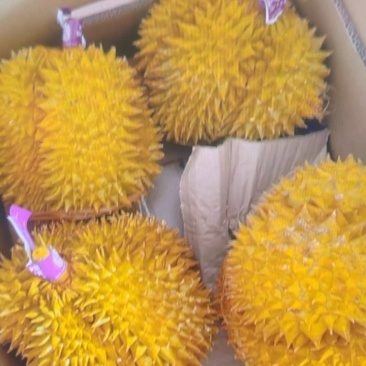 榴莲