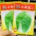 青硕小秋宝大白菜种子早熟抗病优质秋季专用品种叠抱短圆筒形