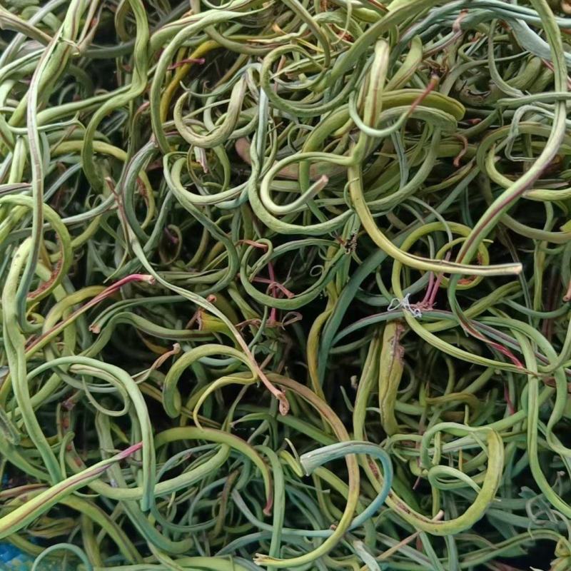 长期化石草肾精茶大货批发