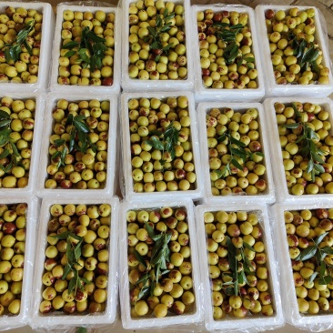 大荔冬枣