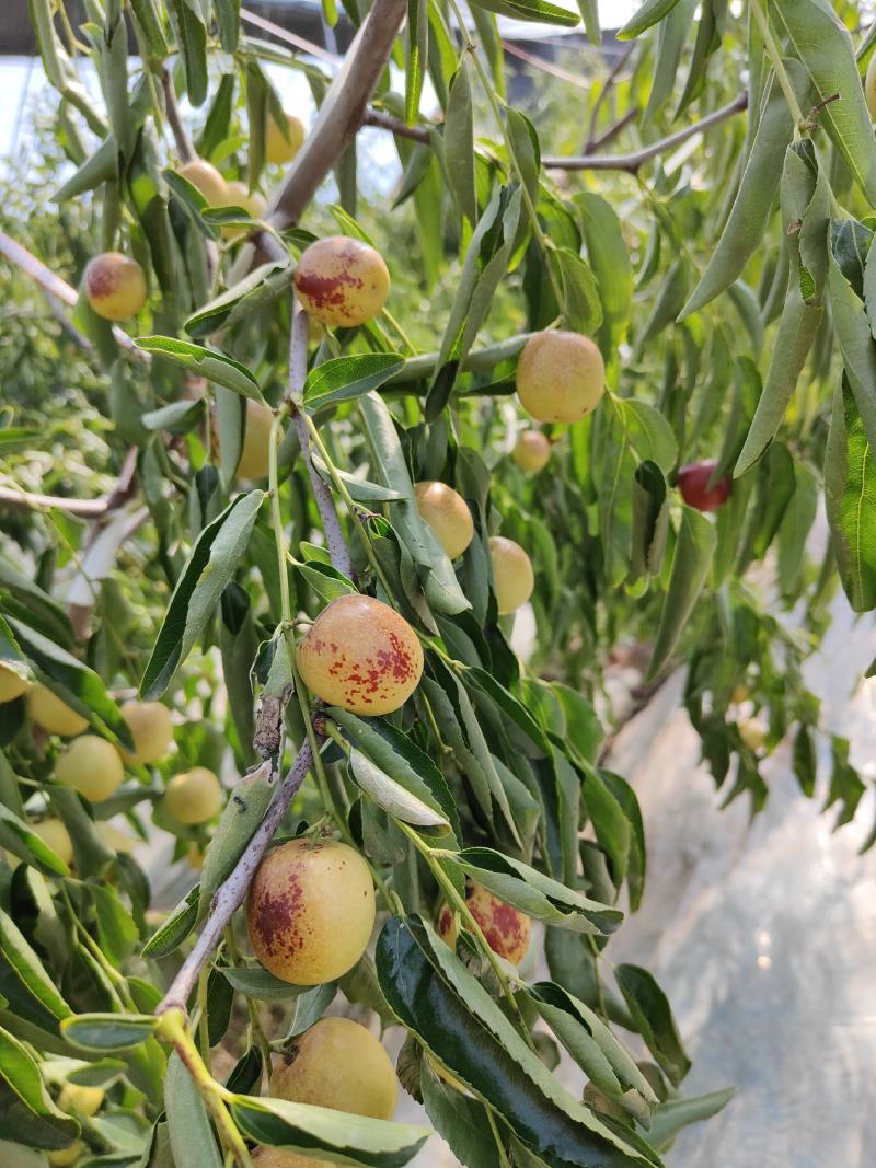 大荔冬枣