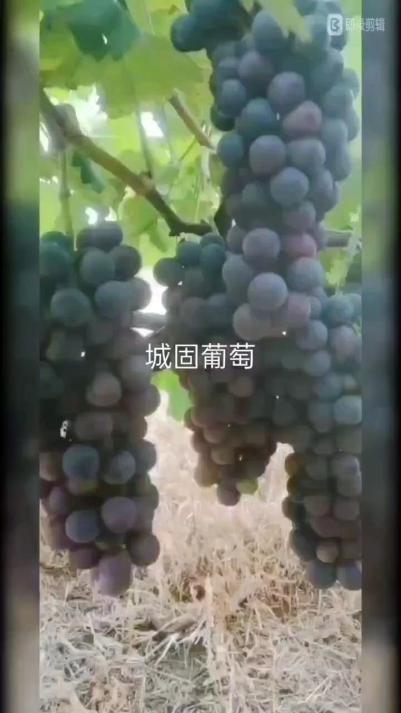 汉中户太八葡萄已成熟上市了。颗粒大，口感甜，耐运输