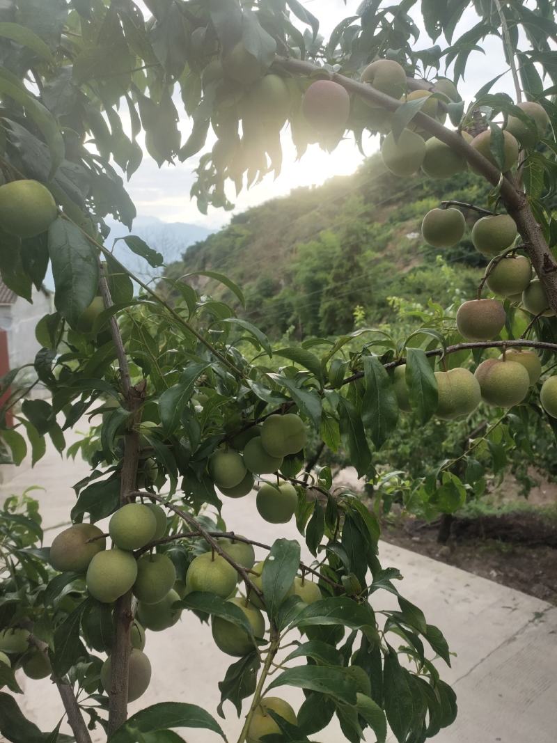 青脆李大量上市需要的联系量大从优