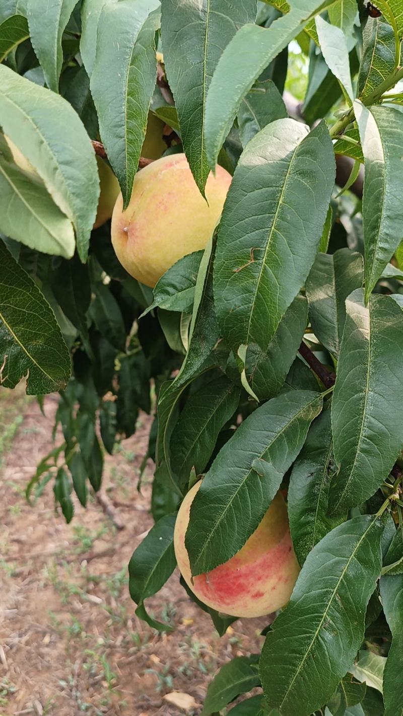 永莲蜜桃5号