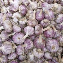 紫皮大蒜