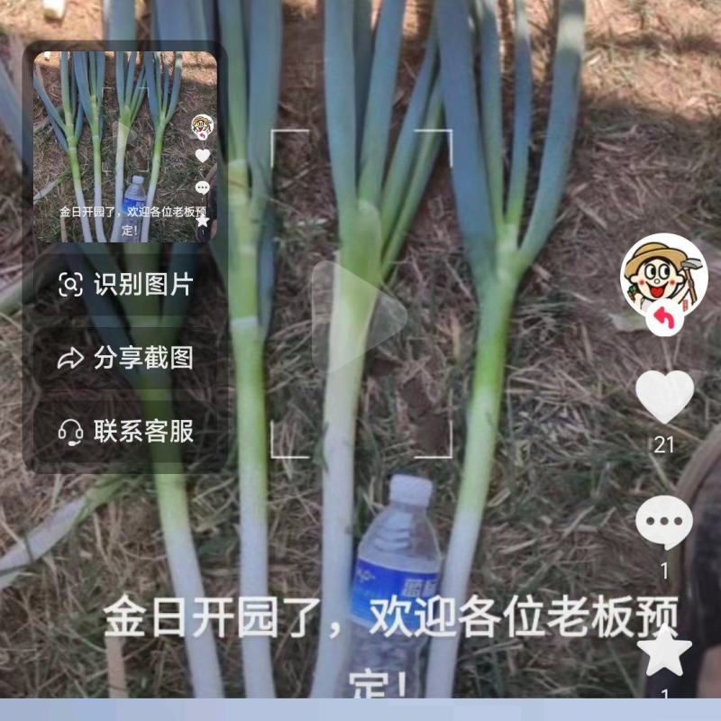大葱