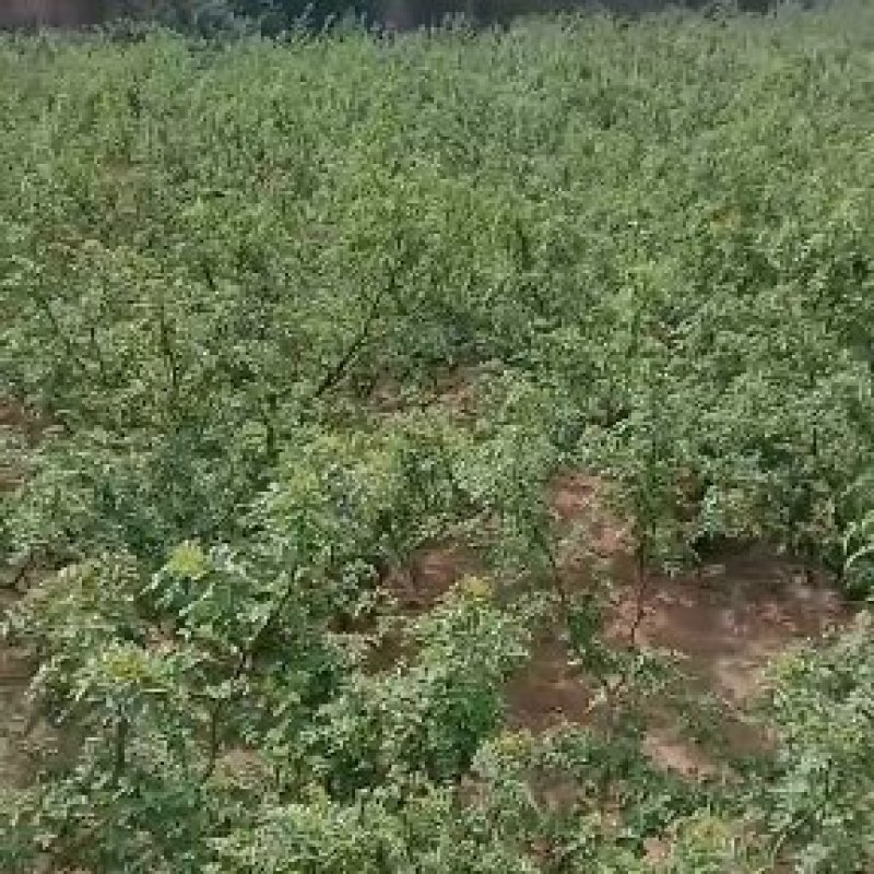 渭南情缘花椒合作社，高原花椒农户一手货源需要的老板联系