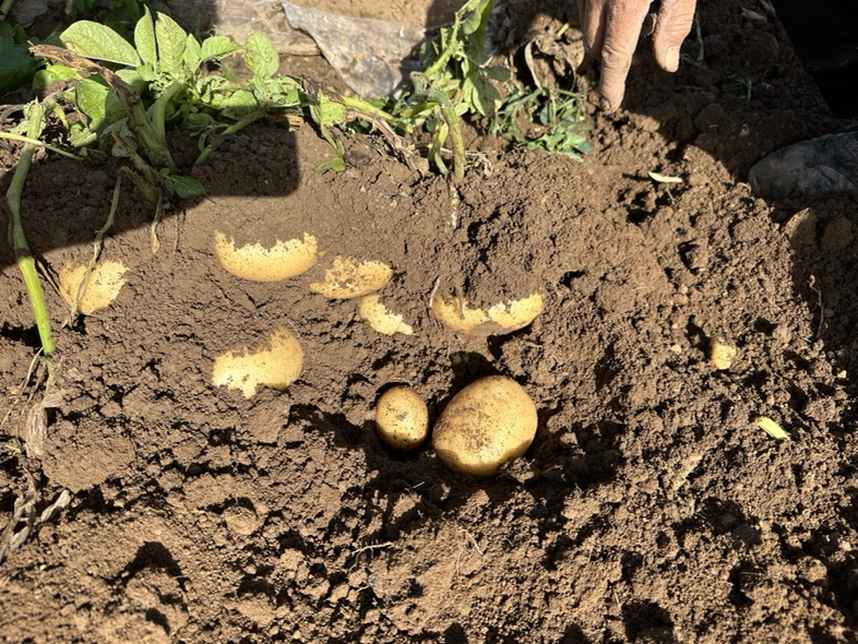 富硒土豆田间生长情况