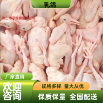 乳鸽新鲜乳鸽5-9两量大从优货源充足，价格优惠