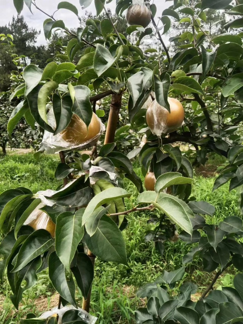 永川黄瓜山上黄花梨种植户