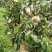 永川黄瓜山上黄花梨种植户