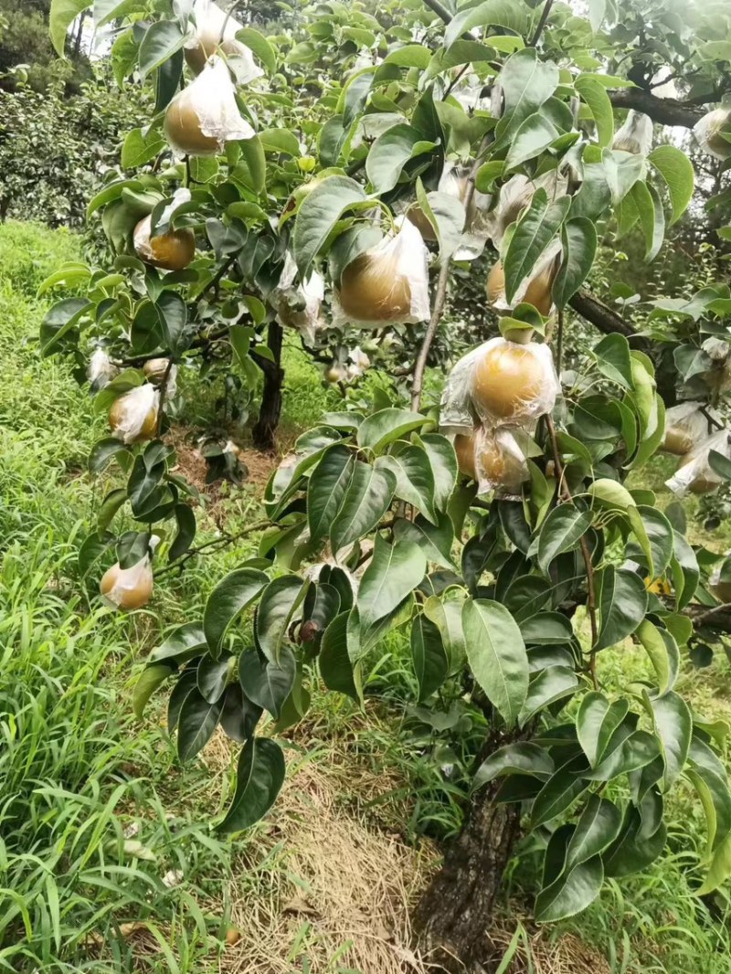 永川黄瓜山上黄花梨种植户