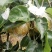 永川黄瓜山上黄花梨种植户