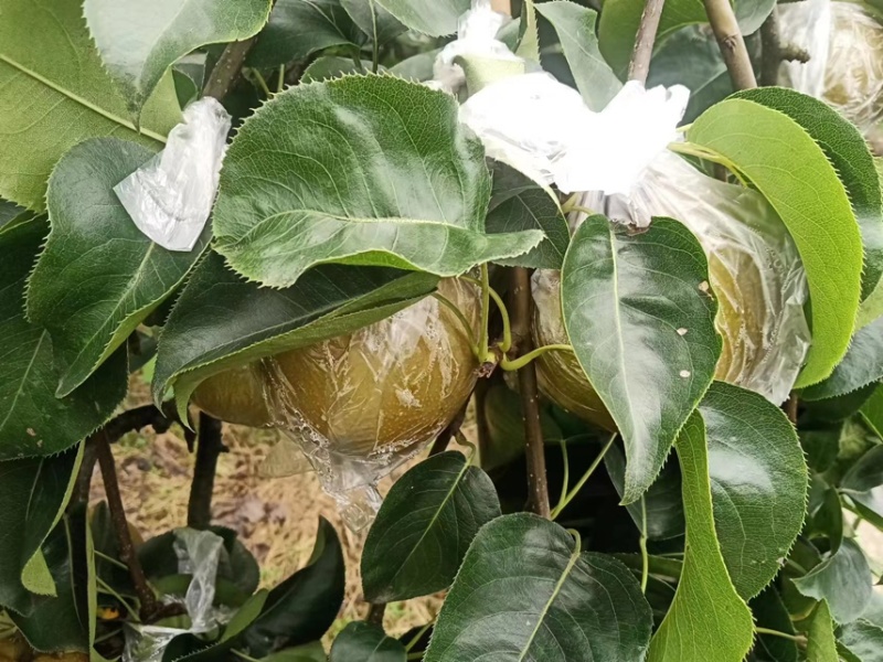 永川黄瓜山上黄花梨种植户