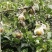 永川黄瓜山上黄花梨种植户