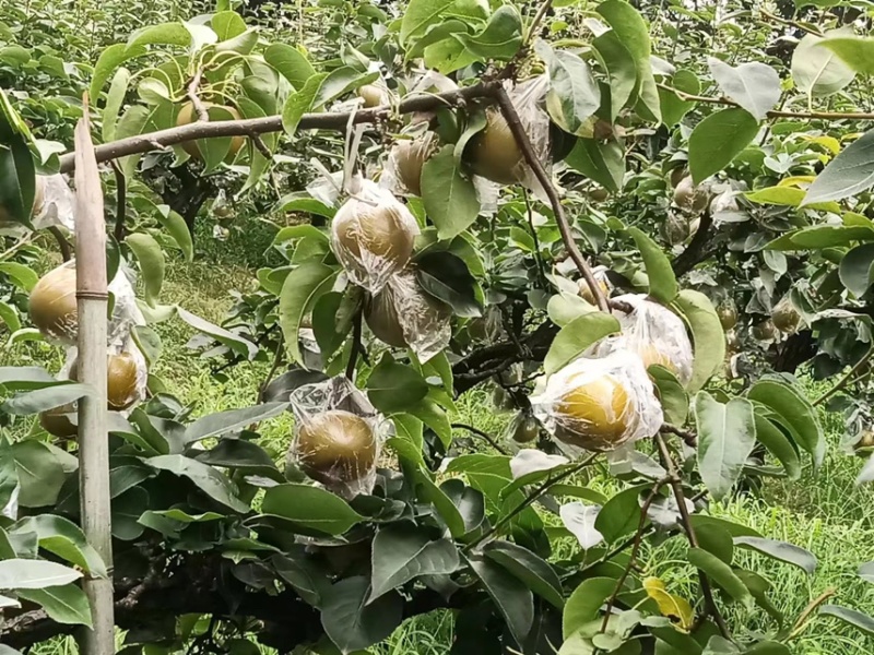 永川黄瓜山上黄花梨种植户