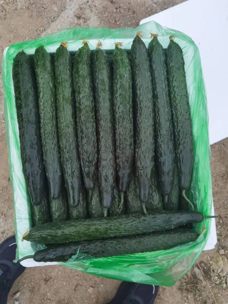 黄瓜大量上市欢迎来采购