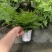 吉姆蕨