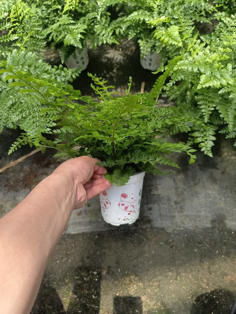 吉姆蕨
