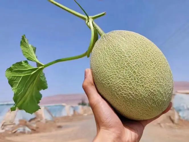 新鲜哈密瓜与过熟哈密瓜对比图 新鲜哈密瓜与过熟哈密瓜对比图