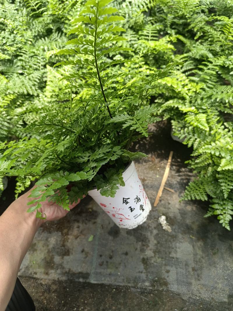 吉姆蕨