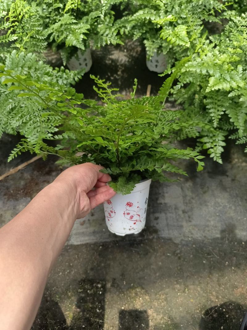 吉姆蕨