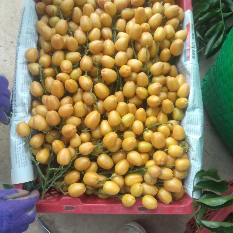 无核，鸡心，黑金刚黄皮