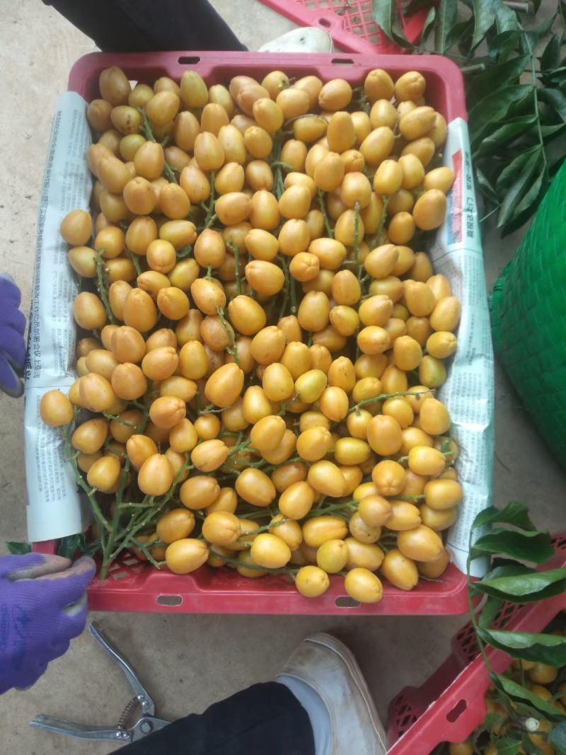 无核，鸡心，黑金刚黄皮