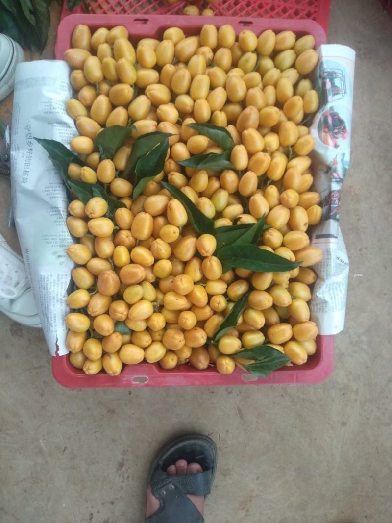 无核，鸡心，黑金刚黄皮