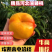 现有12亩左右油蟠9号，总量五万斤，每日可发3-5千斤