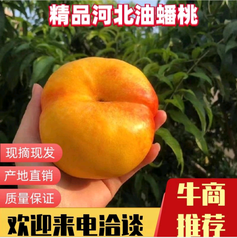 现有12亩左右油蟠9号，总量五万斤，每日可发3-5千斤