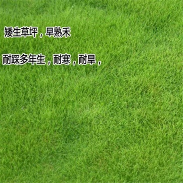 进口早熟禾草坪草籽矮生四季常青庭院别墅耐寒绿化护坡草皮种