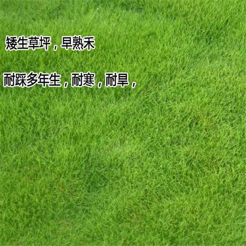 进口早熟禾草坪草籽矮生四季常青庭院别墅耐寒绿化护坡草皮种