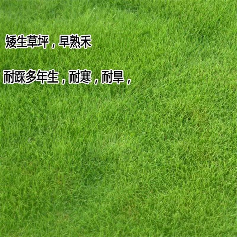 进口早熟禾草坪草籽矮生四季常青庭院别墅耐寒绿化护坡草皮种
