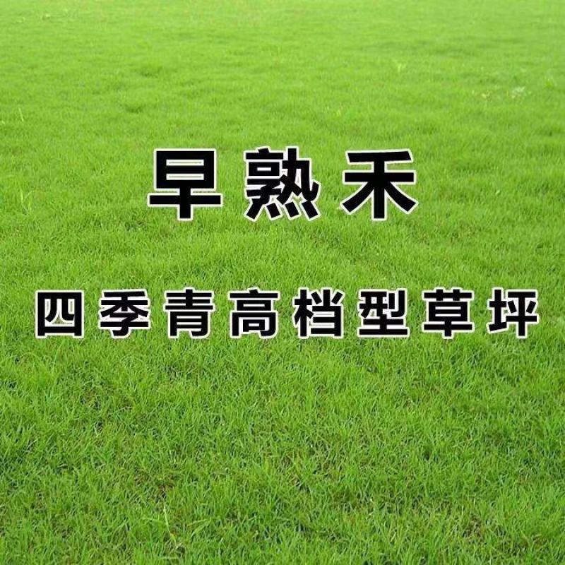 进口早熟禾草坪草籽矮生四季常青庭院别墅耐寒绿化护坡草皮种