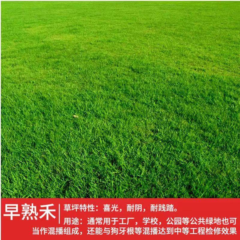 进口早熟禾草坪草籽矮生四季常青庭院别墅耐寒绿化护坡草皮种